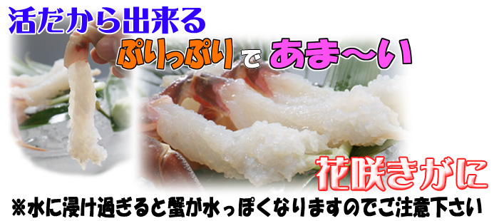 【地物（活）ソフト若松葉がに】活だから出来るぷりっぷりであま～い〝花咲きがに〟※水に浸け過ぎると蟹が水っぽくなりますのでご注意下さい