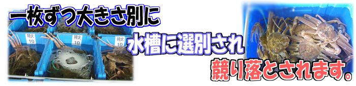 【地物（活）ソフト若松葉がに】１枚ずつ大きさ別に水槽に選別され競り落とされます