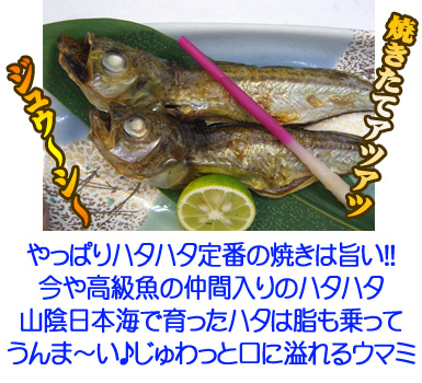 【一夜干しハタハタ】〝焼きたてアツアツ〟やっぱりハタハタ定番の〝焼き〟は旨い!!今や高級魚の仲間入りのハタハタ。山陰日本海で育ったハタは脂も乗ってうんま～い♪　ジュワっと口に溢れる旨味！