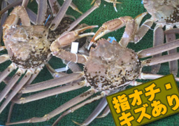 松葉ガニ（浜坂産）